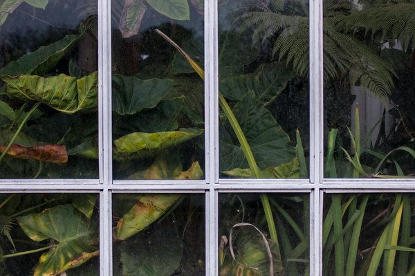 Which Foliage Plants Are Most Effective for Purifying Air in UK Homes?