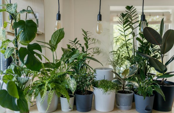 How can you manage the packing and transportation of a large number of indoor plants during a UK move?